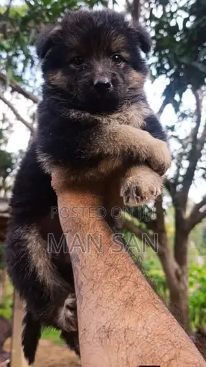german shepherd ජර්මන් lion