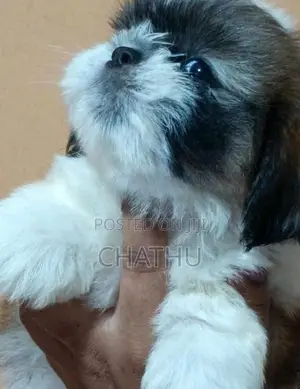 Shih Tzu Puppies