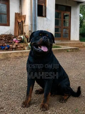 Rottweiler Stud service