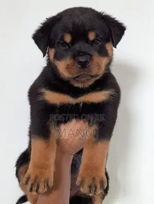 Rottweiler Puppies