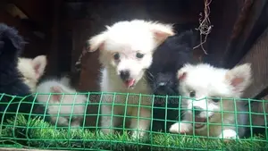 Lion Pomaneriyan puppies