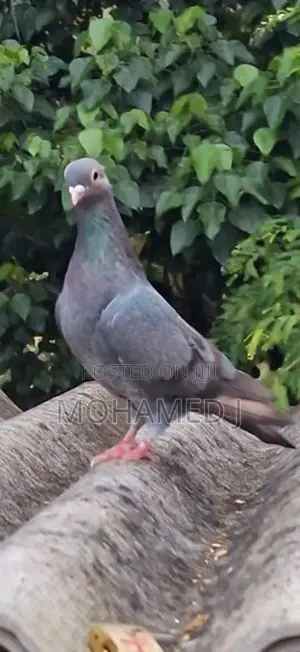 pigeon