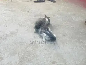 Cotton rabbit
