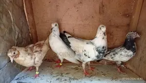 Pigeons