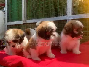 Shitzu Puppys