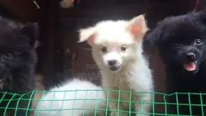 lione pimaneriyan puppies
