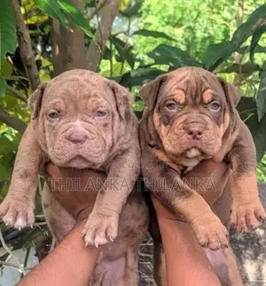 American Bully XL