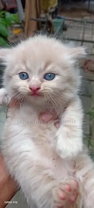 Persian cats