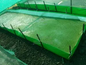 Azolla Bed