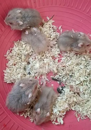 Hamster