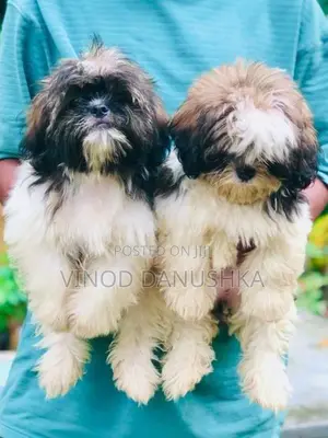 Shih Tzu Puppies