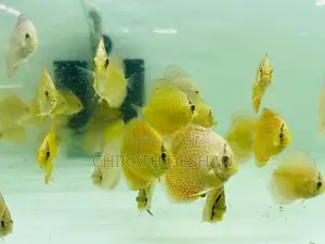 Discus Fish