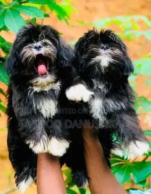 Shih Tzu Puppies