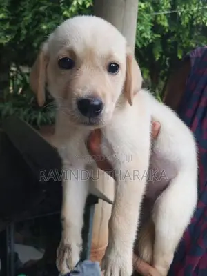 Labrador Puppies