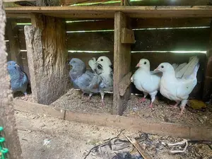 Pigeons