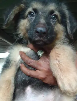 German shepherd puppies