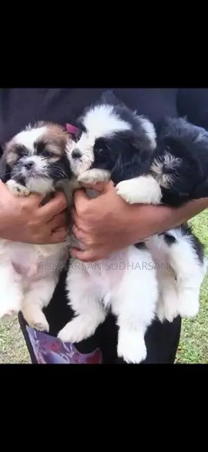 Shih Tzu Puppies