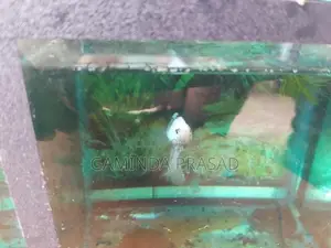 Fighter Fish with Tank