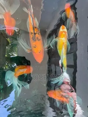 Gold Fish