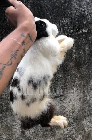 Rabbits