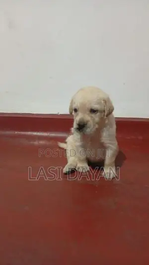 Pure American Labrador Puppies