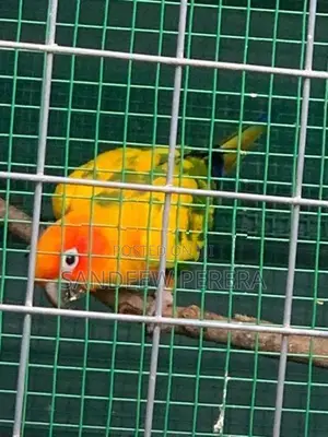 Sunconure Parrots