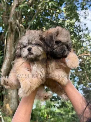 Shih Tzu Puppies