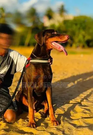 Doberman Dog