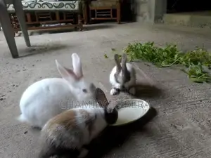 Bunnies (හා පැටවුන්)