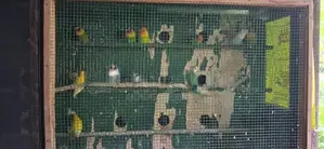 African Birds - අප්‍රිකන්