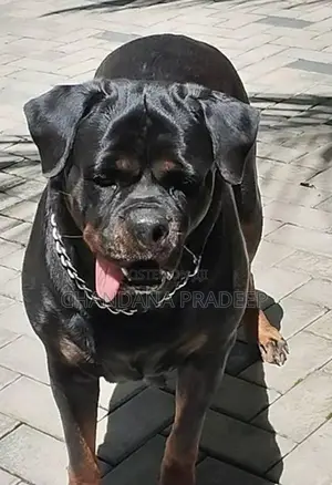 Rottweiler Imported Blood Line Female