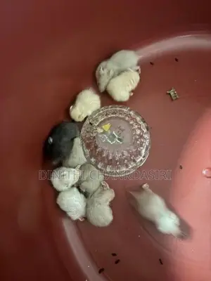 30 Syrian Hamster Babies