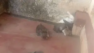 Rabbits