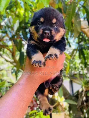 Rottweiler Puppies