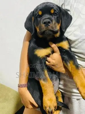 Rottweiler Female puppy