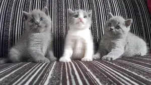 British Shorthair Cat
