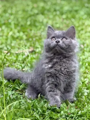 Persian Cat