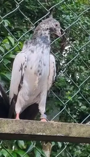 Pigeons