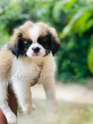 Shitzu ( Troso) Puppy
