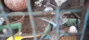 Love Birds