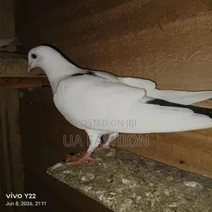 Pigeon