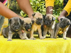 German Shepherd Cross Puppies