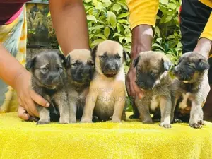 German Shepherd crossed Puppy | Dog