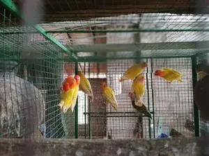 African Lovebirds