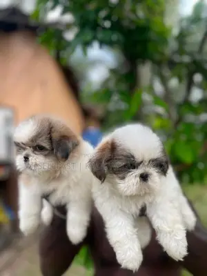 Shih tzu Puppies