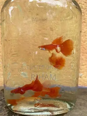 albino full red guppy
