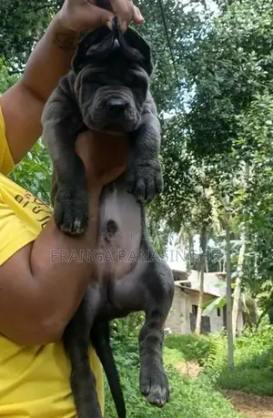 Cane Corso Puppy