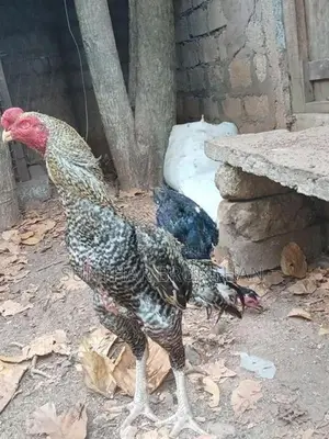 Rooster