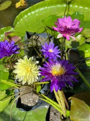 බැංකොක් මානෙල් පැළ