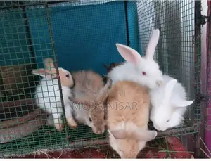 Rabbit
